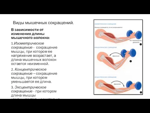 Виды мышечных сокращений. В зависимости от изменения длины мышечного волокна: 1.Изометрическое сокращение