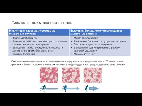 Типы скелетных мышечных волокон. Скелетные мышцы являются смешанными, содержат волокна разных типов.