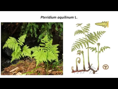 Pteridium aquilinum L.