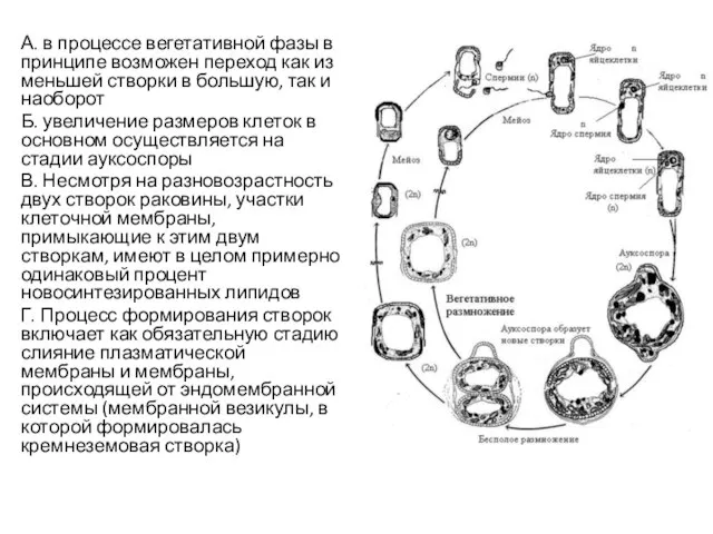 А. в процессе вегетативной фазы в принципе возможен переход как из меньшей