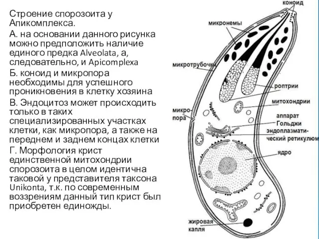 Строение спорозоита у Апикомплекса. А. на основании данного рисунка можно предположить наличие