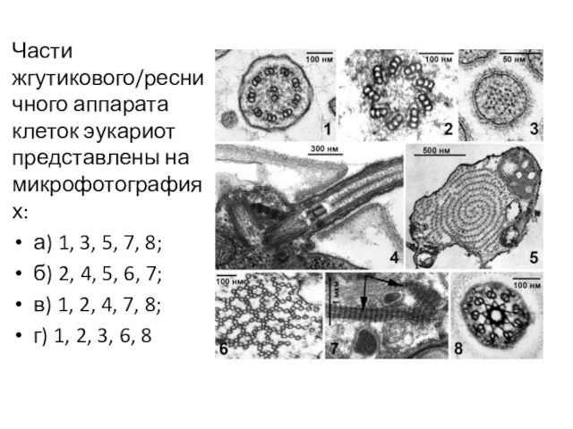 Части жгутикового/ресничного аппарата клеток эукариот представлены на микрофотографиях: а) 1, 3, 5,