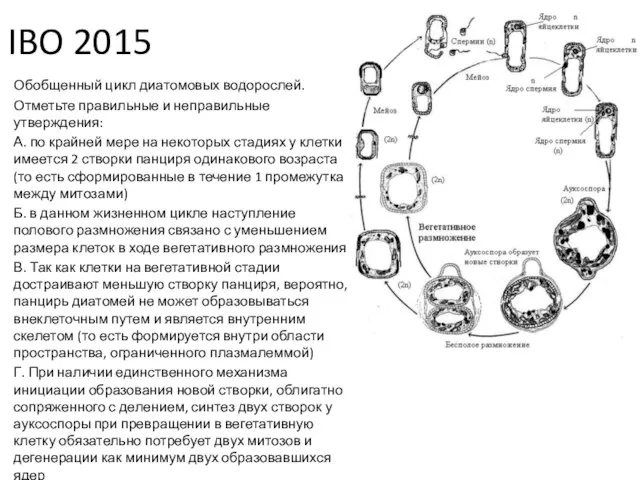 IBO 2015 Обобщенный цикл диатомовых водорослей. Отметьте правильные и неправильные утверждения: А.