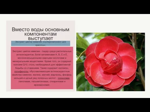 Экстракт цветка камелии «Суперкомпонент для красоты»: Вместо воды основным компонентам выступает Экстракт