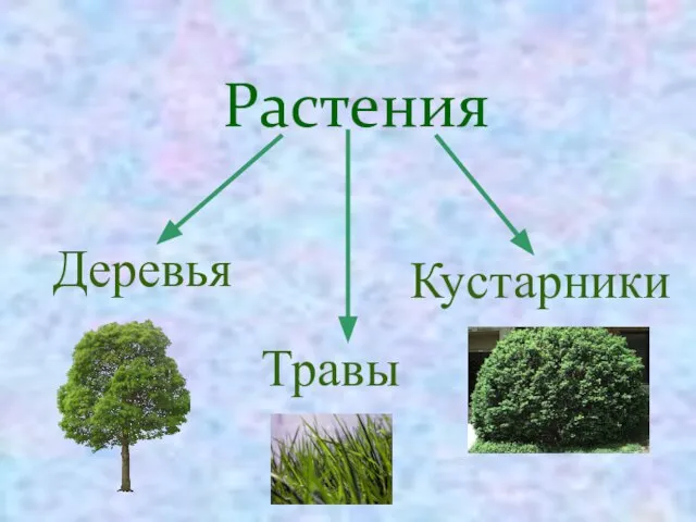 Растения Деревья Кустарники Травы