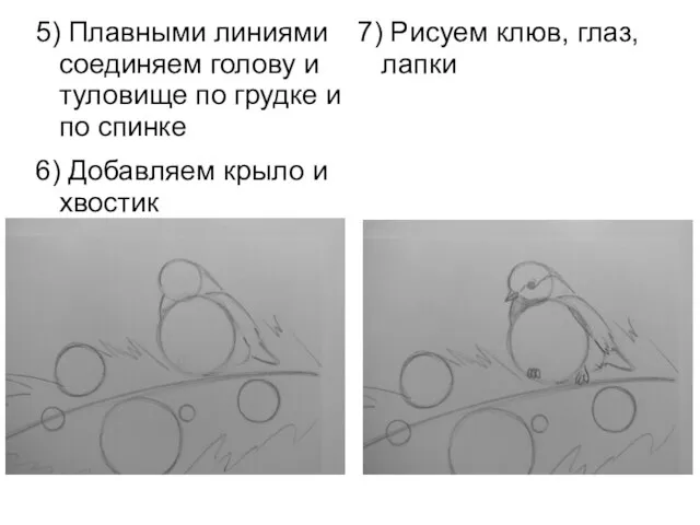 5) Плавными линиями соединяем голову и туловище по грудке и по спинке