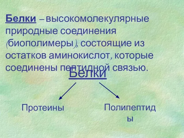 Белки – высокомолекулярные природные соединения (биополимеры), состоящие из остатков аминокислот, которые соединены