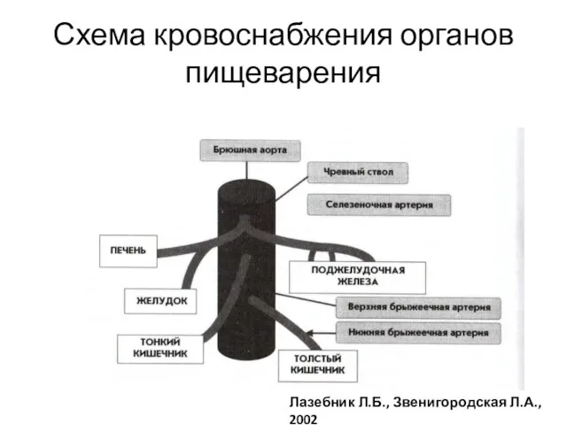 Схема кровоснабжения органов пищеварения Лазебник Л.Б., Звенигородская Л.А., 2002