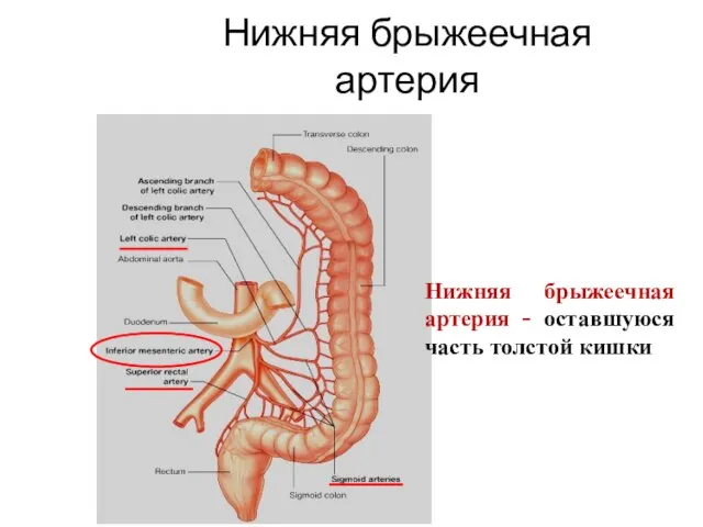 Нижняя брыжеечная артерия Нижняя брыжеечная артерия - оставшуюся часть толстой кишки