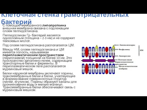 Клеточная стенка грамотрицательных бактерий С помощью мембранного липопротеина внешняя мембрана связана с