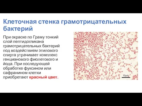 Клеточная стенка грамотрицательных бактерий При окраске по Граму тонкий слой пептидогликана грамотрицательных