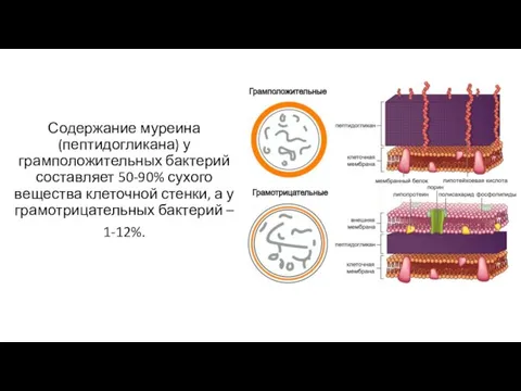 Содержание муреина (пептидогликана) у грамположительных бактерий составляет 50-90% сухого вещества клеточной стенки,