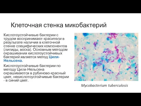 Клеточная стенка микобактерий Кислотоустойчивые бактерии с трудом воспринимают красители в результате наличия
