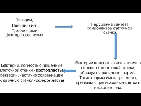 Лизоцим, Пенициллин, Гуморальные факторы организма Нарушение синтеза компонентов клеточной стенки Бактерии полностью