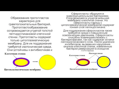 Образование протопластов характерно для грамположительных бактерий. Протопластообразование сопровождается утратой толстой пептидогликановой клеточной