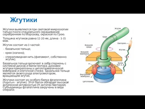 Жгутики Жгутики выявляются при световой микроскопии только после специального окрашивания: серебрением по