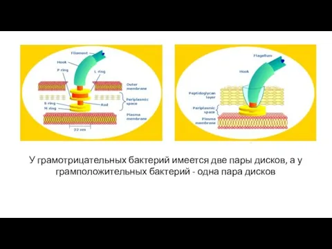 У грамотрицательных бактерий имеется две пары дисков, а у грамположительных бактерий - одна пара дисков