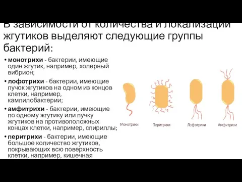 В зависимости от количества и локализации жгутиков выделяют следующие группы бактерий: монотрихи