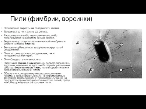 Пили (фимбрии, ворсинки) Нитевидные выросты на поверхности клетки. Толщина 2-10 нм и