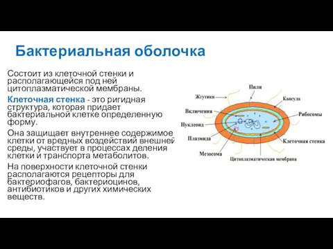 Бактериальная оболочка Состоит из клеточной стенки и располагающейся под ней цитоплазматической мембраны.