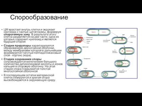 Спорообразование ЦМ врастает внутрь клетки и окружает нуклеоид с частью цитоплазмы, формируя