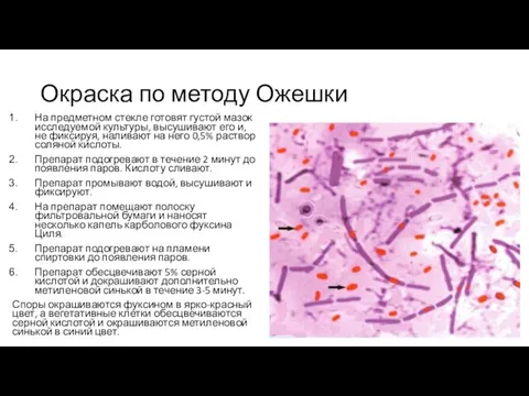 Окраска по методу Ожешки На предметном стекле готовят густой мазок исследуемой культуры,