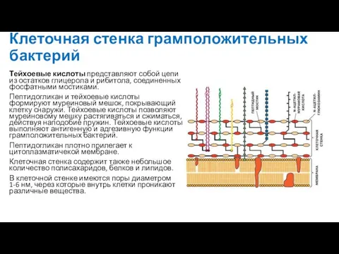 Клеточная стенка грамположительных бактерий Тейхоевые кислоты представляют собой цепи из остатков глицерола