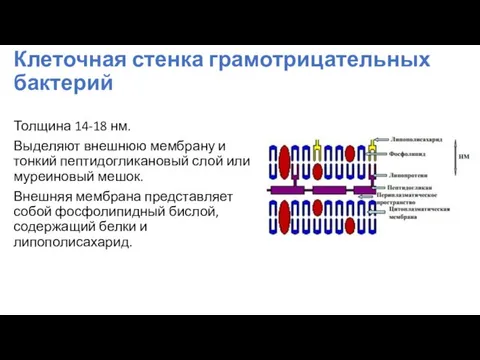 Клеточная стенка грамотрицательных бактерий Толщина 14-18 нм. Выделяют внешнюю мембрану и тонкий