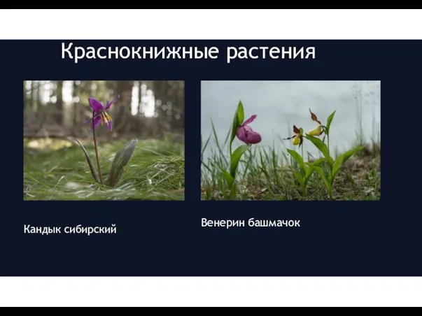 Краснокнижные растения Кандык сибирский Венерин башмачок