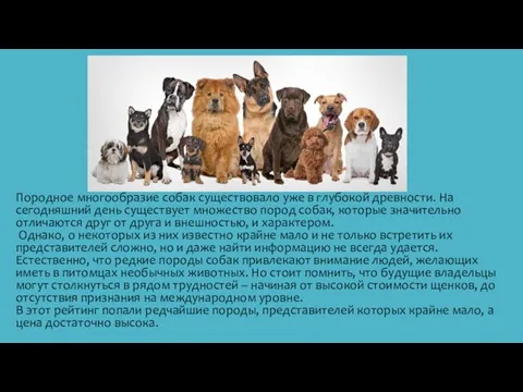 Породное многообразие собак существовало уже в глубокой древности. На сегодняшний день существует