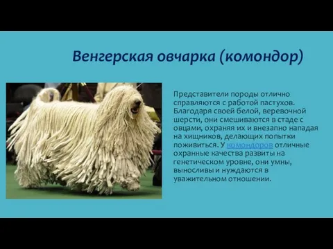 Венгерская овчарка (комондор) Представители породы отлично справляются с работой пастухов. Благодаря своей