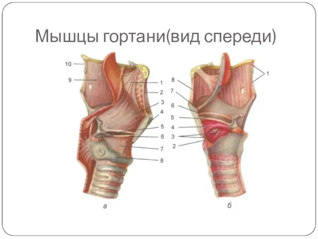 Мышцы гортани(вид спереди)