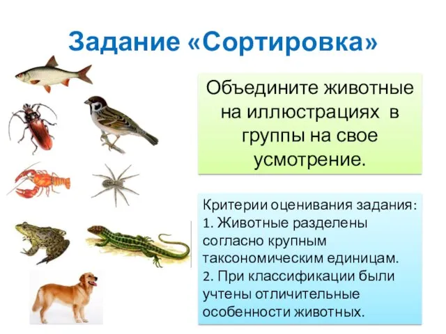 Задание «Сортировка» Критерии оценивания задания: 1. Животные разделены согласно крупным таксономическим единицам.