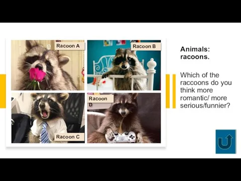 Animals: racoons. Which of the raccoons do you think more romantic/ more