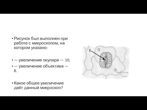 Рисунок был выполнен при работе с микроскопом, на котором указано: — увеличение