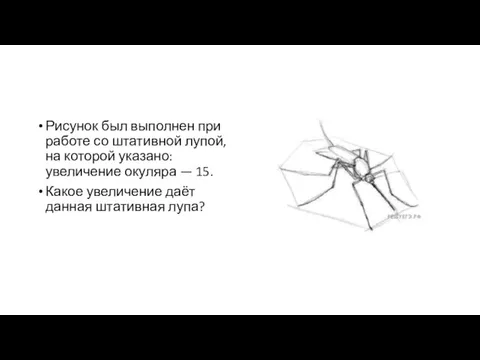 Рисунок был выполнен при работе со штативной лупой, на которой указано: увеличение