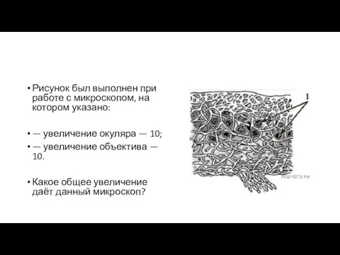 Рисунок был выполнен при работе с микроскопом, на котором указано: — увеличение