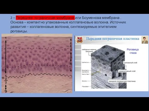 2 – Передняя пограничная мембрана или Боуменова мембрана . Основа – компактно