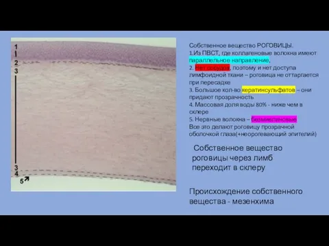 Собственное вещество РОГОВИЦЫ. 1.Из ПВСТ, где коллагеновые волокна имеют параллельное направление, 2.