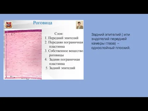 Задний эпителий ( или эндотелий передней камеры глаза) – однослойный плоский.