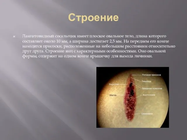 Строение Ланцетовидный сосальщик имеет плоское овальное тело, длина которого составляет около 10