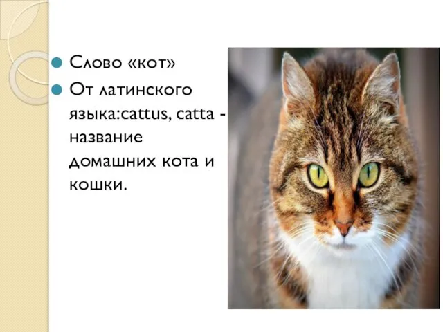 Слово «кот» От латинского языка:cattus, catta - название домашних кота и кошки.