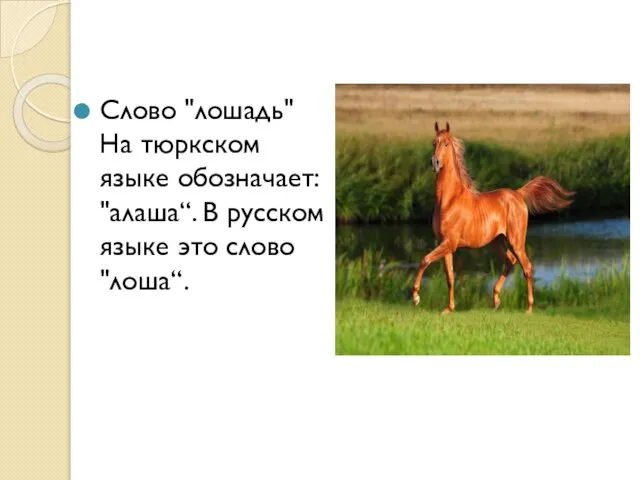 Слово "лошадь" На тюркском языке обозначает: "алаша“. В русском языке это слово "лоша“.