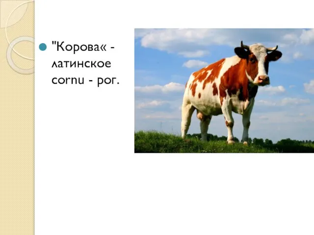 "Корова« -латинское cornu - рог.