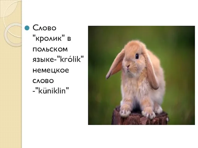 Слово "кролик" в польском языке-"królik" немецкое слово -"küniklin"