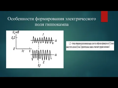 Особенности формирования электрического поля гиппокампа