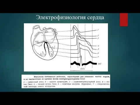 Электрофизиология сердца