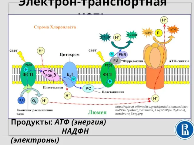 Электрон-транспортная цепь Продукты: АТФ (энергия) НАДФН (электроны) https://upload.wikimedia.org/wikipedia/commons/thumb/4/49/Thylakoid_membrane_3.svg/2000px-Thylakoid_membrane_3.svg.png