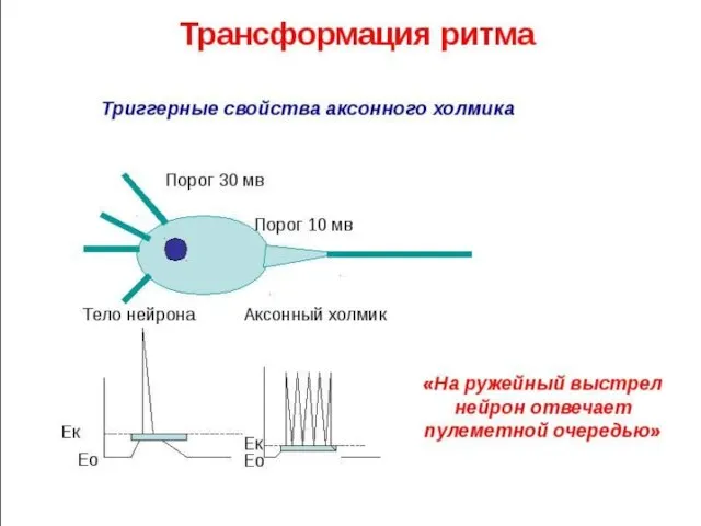 Нервный центр и его свойства