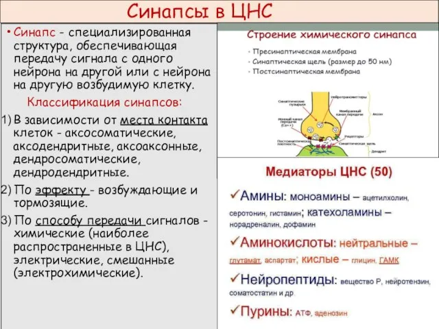 Синапсы в ЦНС Синапс - специализированная структура, обеспечивающая передачу сигнала с одного